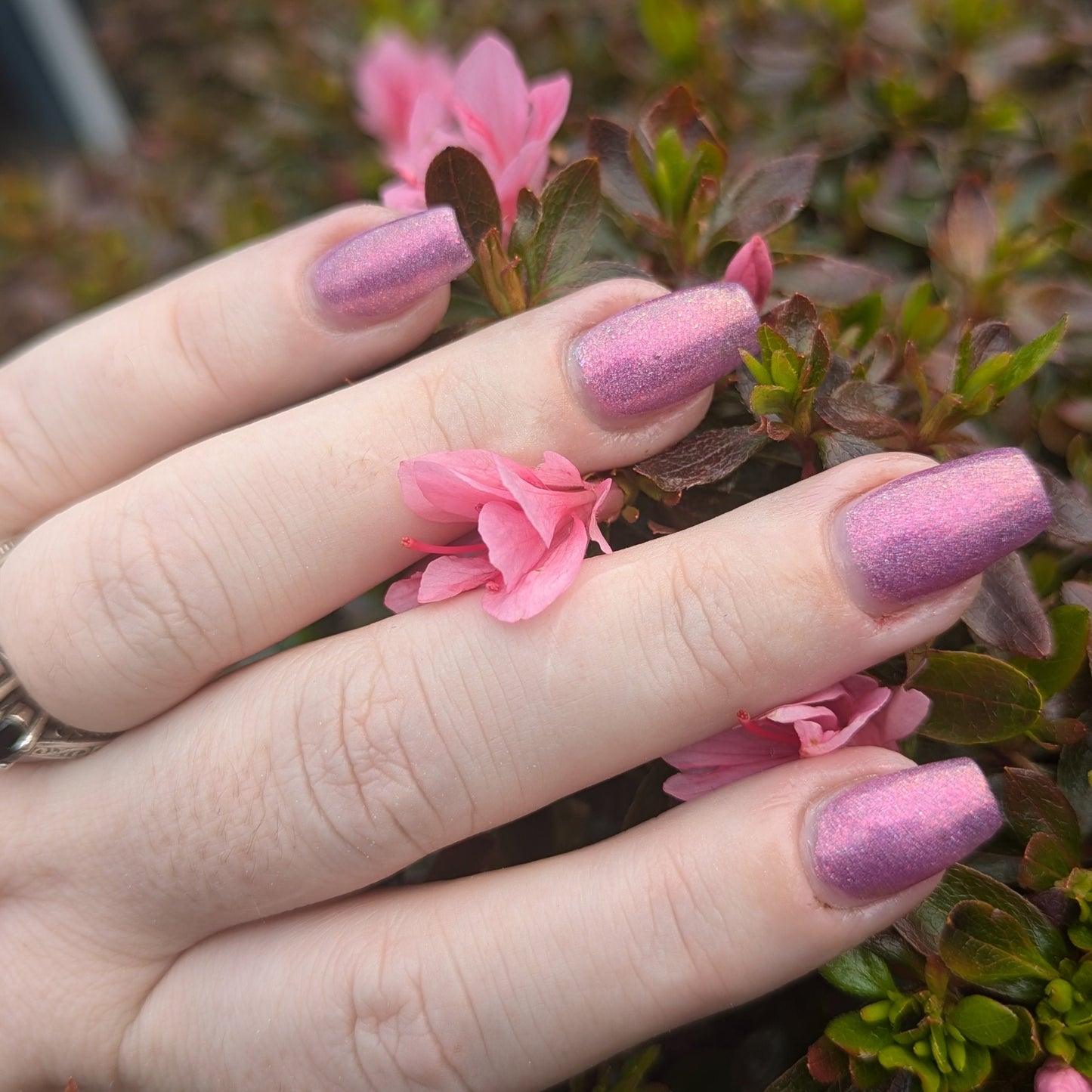 Sugar Plum Fantasy