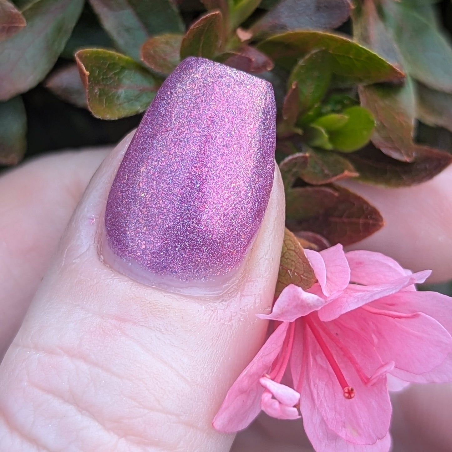 Sugar Plum Fantasy