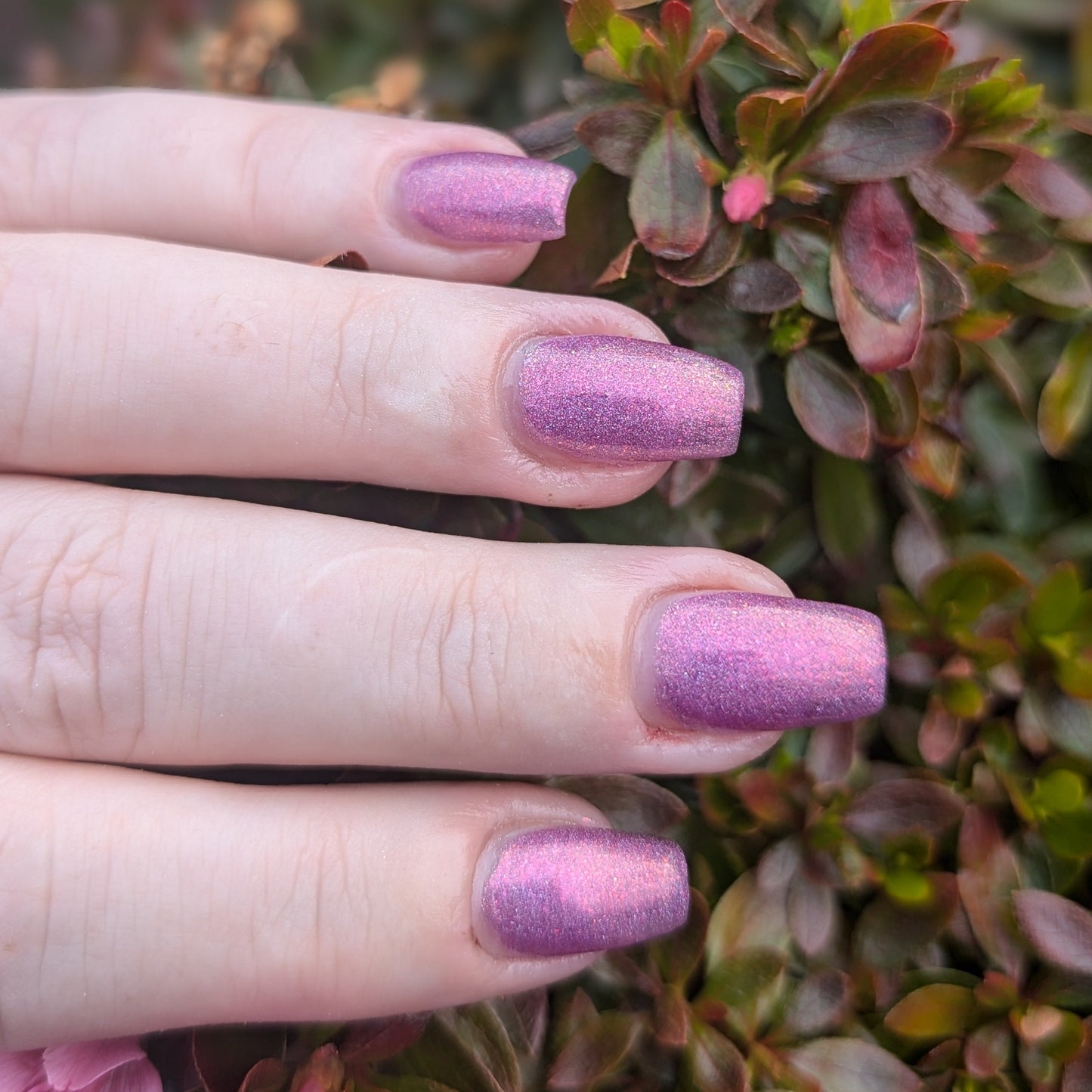 Sugar Plum Fantasy