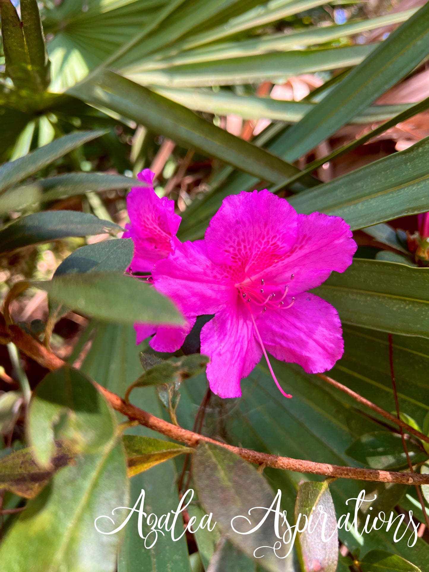 Azalea Aspirations
