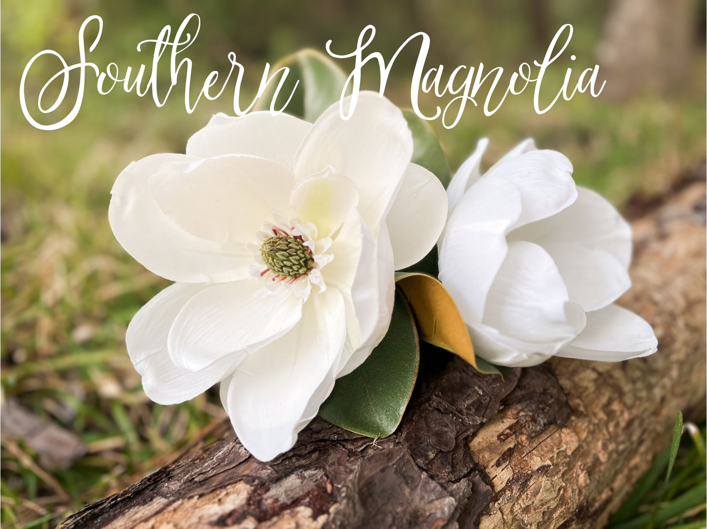 Southern Magnolia