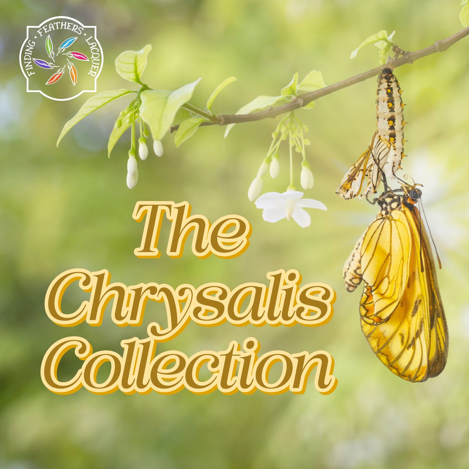 The Chrysalis Collection