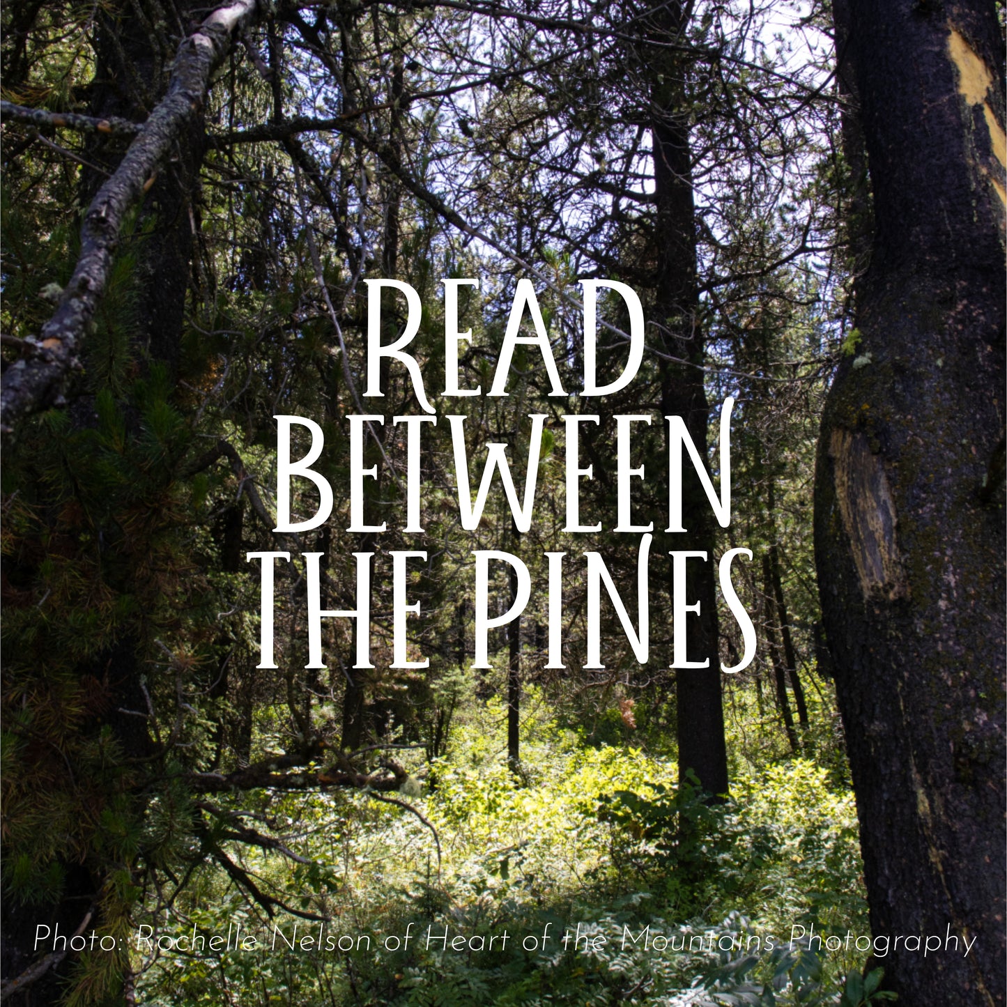 Read Between the Pines