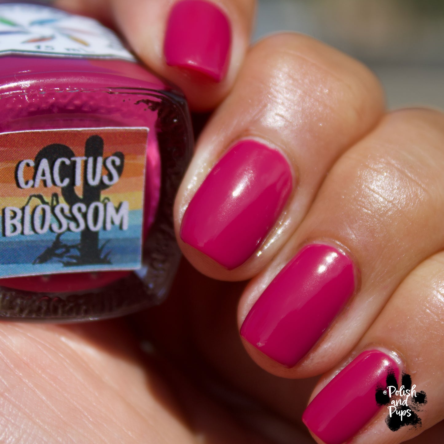 Cactus Blossom